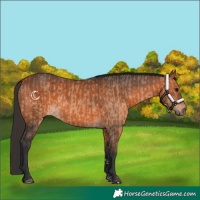Horse Color:Bay Dun  and Bay 