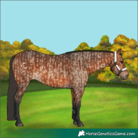 Horse Color:Bay Dun and Bay