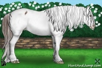 Horse Color:Bay Tobiano Snowflake Varnish