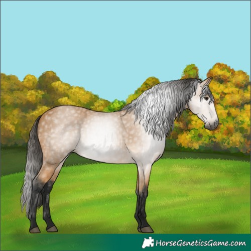 Horse Color:Gray Buckskin 