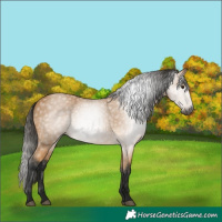 Horse Color:Gray Buckskin