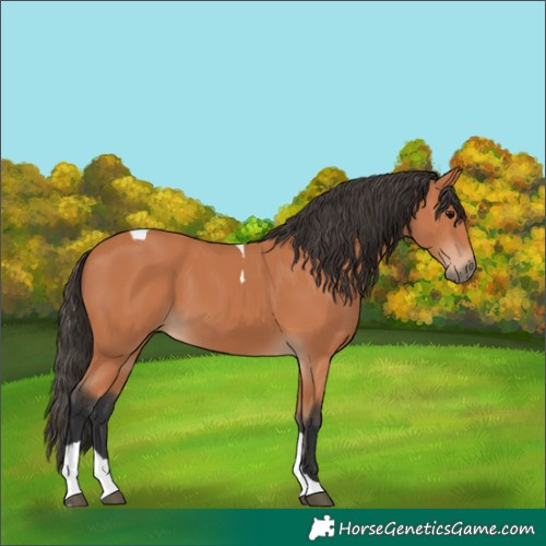 Horse Color:Bay Tobiano 