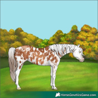 Horse Color:Gray Gold Champagne Appaloosa  and Gray Gold Champagne Appaloosa 