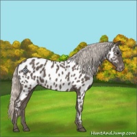 Horse Color:Silver Black Near Leopard 