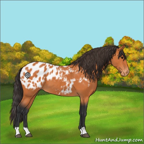 Horse Color:Bay Appaloosa 