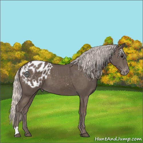 Horse Color:Silver Black Appaloosa 