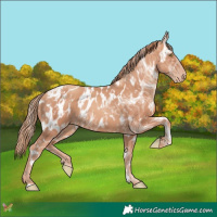 Horse Color:Gold Champagne Appaloosa  and Gold Champagne Appaloosa 