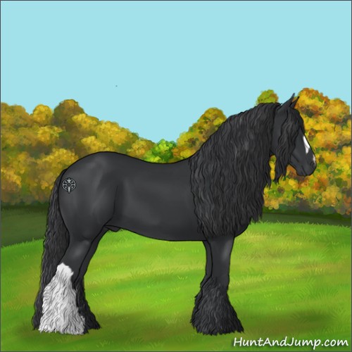 Horse Color:Black 