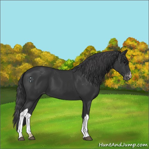 Horse Color:Black Appaloosa 