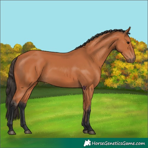 Horse Color:Bay 