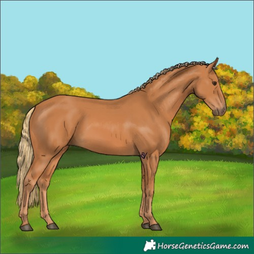Horse Color:Chestnut 