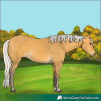 Horse Color:Silver Buckskin 