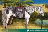 Horse Color:Gray Gold Champagne Dun Appaloosa  and Gray Gold Champagne Dun Appaloosa 