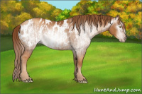Horse Color:Gray Gold Champagne Appaloosa and Gray Gold Champagne Appaloosa Rabicano