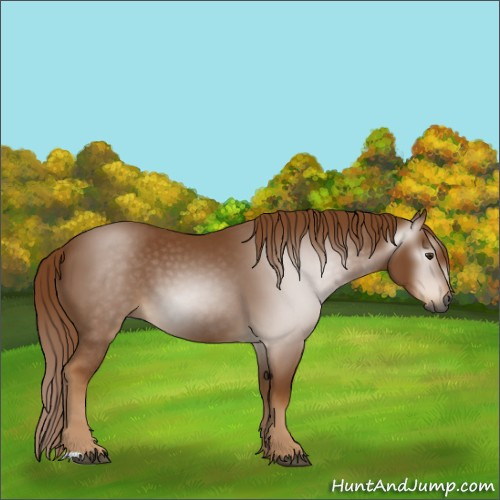 Horse Color:Gray Chestnut 