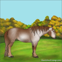 Horse Color:Gray Chestnut 