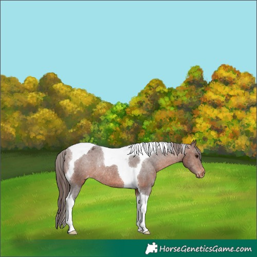Horse Color:Brown Tobiano Appaloosa Rabicano
