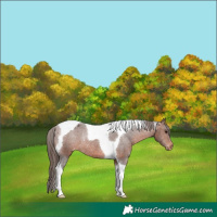 Horse Color:Brown Tobiano Appaloosa Rabicano 