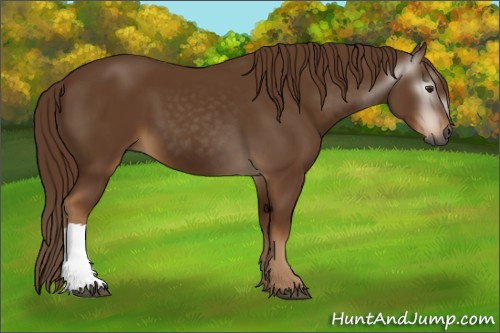 Horse Color:Gray Chestnut 