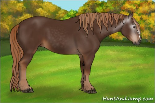 Horse Color:Gray Chestnut 