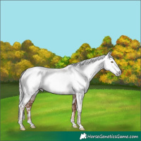 Horse Color:Gray Gold Champagne Appaloosa and Gray Gold Champagne Splash Appaloosa