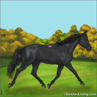 Horse Color:Black 