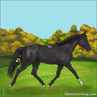 Horse Color:Smoky Black 