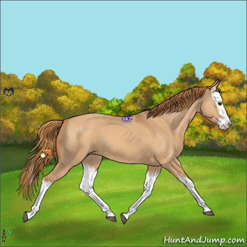 Horse Color:Red Dun Splash 