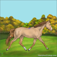 Horse Color:Red Dun Splash 