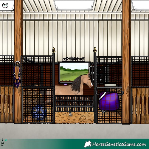Horse Color:Bay Dun Splash 