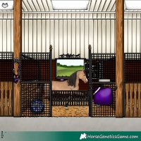 Horse Color:Bay Dun Splash 