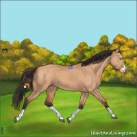 Horse Color:Bay Dun Splash 