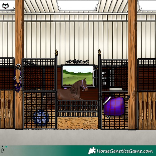 Horse Color:Gray Chestnut 