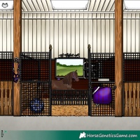 Horse Color:Gray Chestnut 