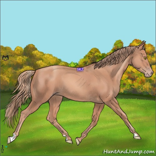 Horse Color:Gold Champagne