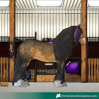 Horse Color:Buckskin 