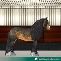 Horse Color:Buckskin 