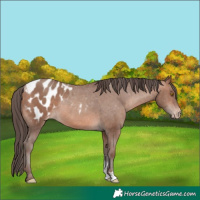 Horse Color:Sable Champagne Sabino Appaloosa 
