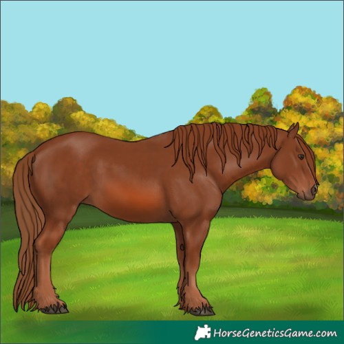 Horse Color:Chestnut 