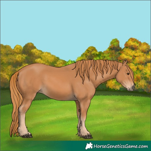 Horse Color:Chestnut Sabino