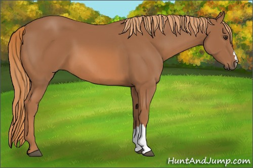Horse Color:Chestnut 