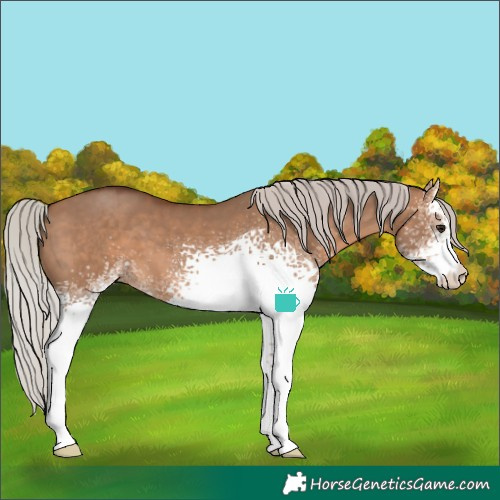 Horse Color:White Spotted Silver Bay Dun 