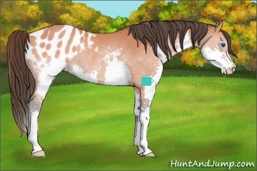 Horse Color:Brown Splash Appaloosa Rabicano 