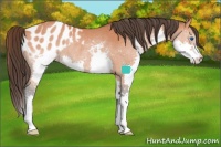 Horse Color:Brown Splash Appaloosa Rabicano 
