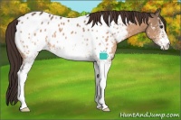 Horse Color:White Spotted Brown Dun Near Leopard 