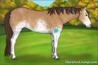 Horse Color:White Spotted Buckskin Dun Snowflake Varnish 