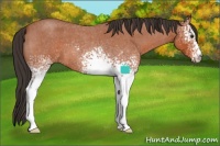 Horse Color:White Spotted Brown Roan 