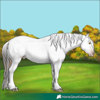 Horse Color:Gray Gold Champagne Appaloosa  and Gray Amber Champagne Appaloosa 