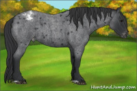 Horse Color:Blue Roan Appaloosa 