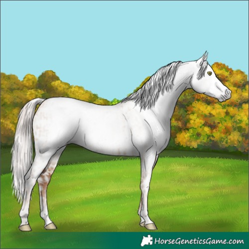 Horse Color:Gray Gold Champagne Dun Appaloosa  and Gray Gold Champagne Dun Appaloosa 